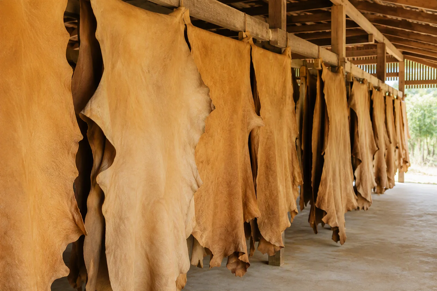 Vegetable-tanned hides hanging to dry in an open tannery drying shed