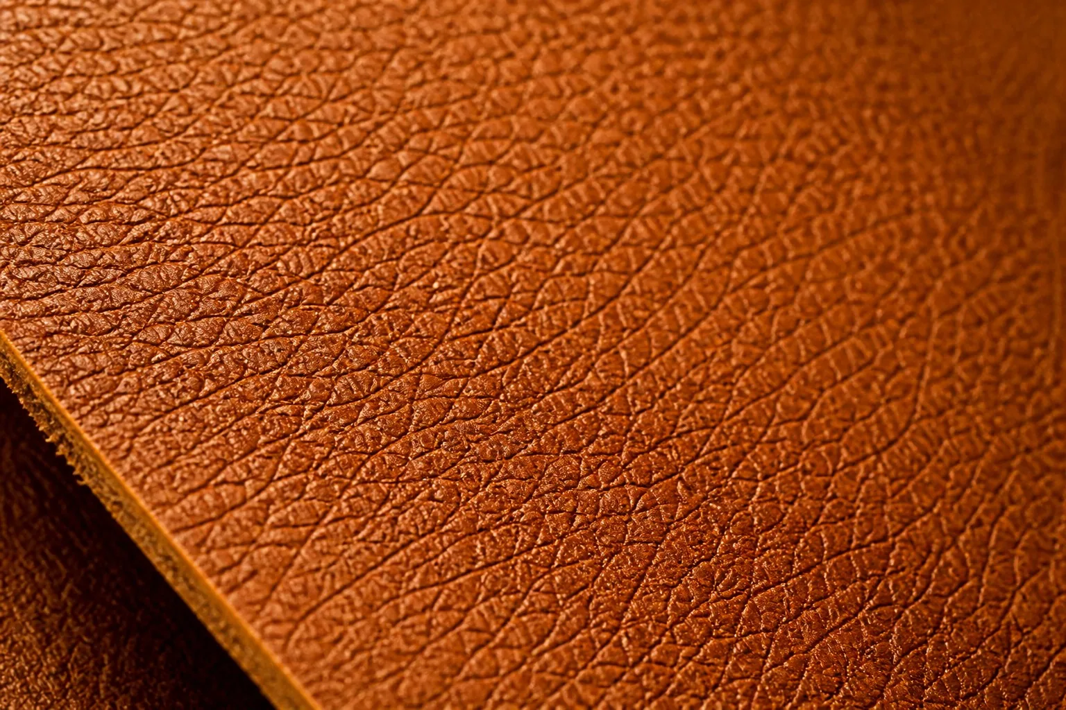 Macro view of natural goatskin leather showing its tight pebbled grain